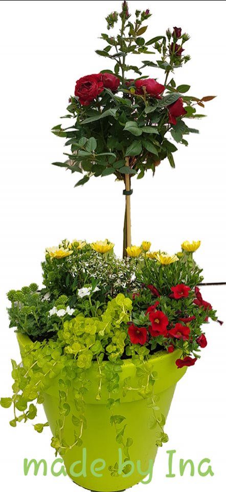 60389729 854484564921122 2745795183860776960 n