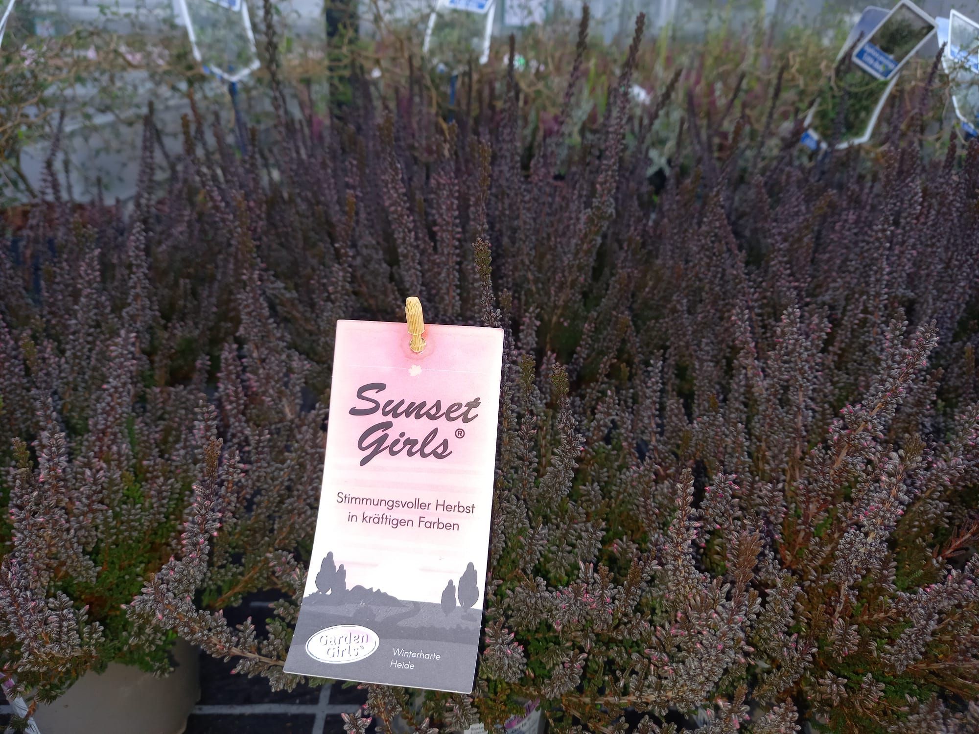 WhatsApp Image 2021-10-04 at 130920 7