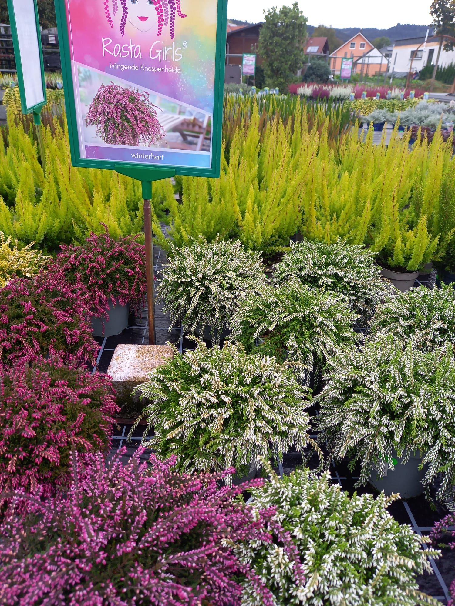 WhatsApp Image 2021-10-04 at 130921 1